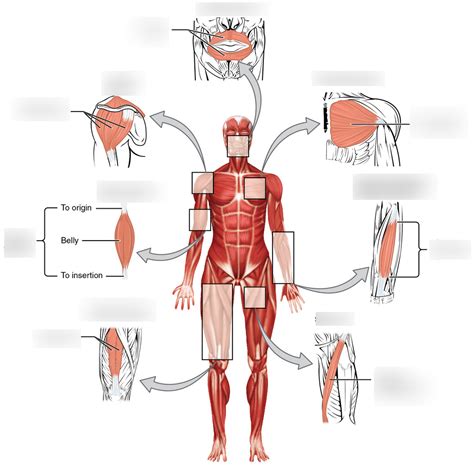 0004808: Application error finalizing MUSCLE alignment.